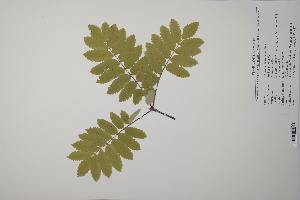  (Sorbus aucuparia - CP0011623)  @11 [ ] CreativeCommons  Attribution Non-Commercial No Derivatives (2022) Herbarium C Natural History Museum of Denmark