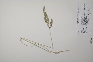  ( - CP0011627)  @11 [ ] CreativeCommons  Attribution Non-Commercial No Derivatives (2022) Herbarium C Natural History Museum of Denmark