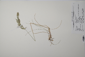  ( - CP0011628)  @11 [ ] CreativeCommons  Attribution Non-Commercial No Derivatives (2022) Herbarium C Natural History Museum of Denmark