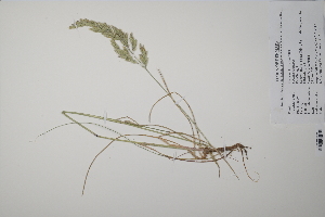  ( - CP0011629)  @11 [ ] CreativeCommons  Attribution Non-Commercial No Derivatives (2022) Herbarium C Natural History Museum of Denmark