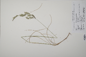  (Festuca pratensis - CP0011630)  @11 [ ] CreativeCommons  Attribution Non-Commercial No Derivatives (2022) Herbarium C Natural History Museum of Denmark