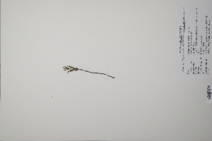  ( - CP0011641)  @11 [ ] CreativeCommons  Attribution Non-Commercial No Derivatives (2022) Herbarium C Natural History Museum of Denmark