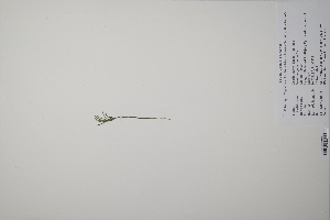  ( - CP0011642)  @11 [ ] CreativeCommons  Attribution Non-Commercial No Derivatives (2022) Herbarium C Natural History Museum of Denmark