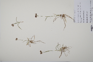  (Luzula campestris - CP0011753)  @11 [ ] CreativeCommons  Attribution Non-Commercial No Derivatives (2022) Herbarium C Natural History Museum of Denmark