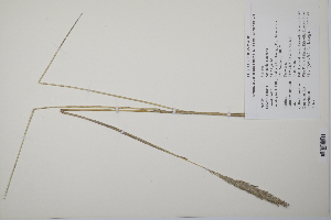  ( - CP0011762)  @11 [ ] CreativeCommons  Attribution Non-Commercial No Derivatives (2022) Herbarium C Natural History Museum of Denmark