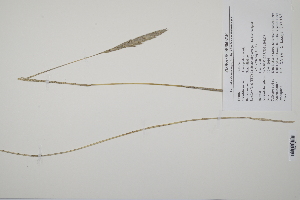  ( - CP0011763)  @11 [ ] CreativeCommons  Attribution Non-Commercial No Derivatives (2022) Herbarium C Natural History Museum of Denmark