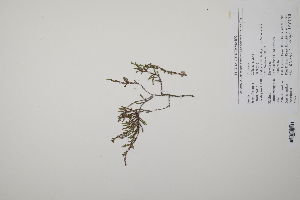  ( - CP0011769)  @11 [ ] CreativeCommons  Attribution Non-Commercial No Derivatives (2022) Herbarium C Natural History Museum of Denmark