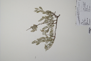 ( - CP0011825)  @11 [ ] CreativeCommons  Attribution Non-Commercial No Derivatives (2022) Herbarium C Natural History Museum of Denmark