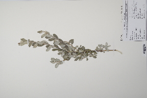  ( - CP0011884)  @11 [ ] CreativeCommons  Attribution Non-Commercial No Derivatives (2022) Herbarium C Natural History Museum of Denmark