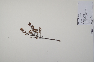  ( - CP0011961)  @11 [ ] CreativeCommons  Attribution Non-Commercial No Derivatives (2022) Herbarium C Natural History Museum of Denmark