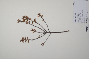  ( - CP0011962)  @11 [ ] CreativeCommons  Attribution Non-Commercial No Derivatives (2022) Herbarium C Natural History Museum of Denmark