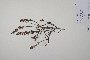  ( - CP0011963)  @11 [ ] CreativeCommons  Attribution Non-Commercial No Derivatives (2022) Herbarium C Natural History Museum of Denmark