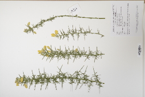 (Ulex europaeus - CP0011997)  @11 [ ] CreativeCommons  Attribution Non-Commercial No Derivatives (2024) Herbarium C Natural History Museum of Denmark