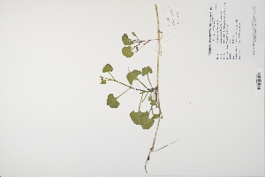  (Calystegia - CP0012000)  @11 [ ] CreativeCommons  Attribution Non-Commercial No Derivatives (2024) Herbarium C Natural History Museum of Denmark