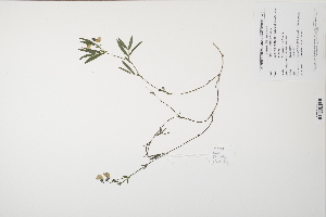  (Lathyrus linifolius - CP0012010)  @11 [ ] CreativeCommons  Attribution Non-Commercial No Derivatives (2024) Herbarium C Natural History Museum of Denmark
