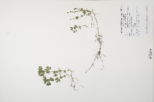  (Lotus pedunculatus - CP0012014)  @11 [ ] CreativeCommons  Attribution Non-Commercial No Derivatives (2024) Herbarium C Natural History Museum of Denmark