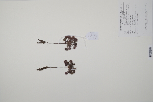  (Drosera rotundifolia - CP0012259)  @11 [ ] CreativeCommons  Attribution Non-Commercial No Derivatives (2022) Herbarium C Natural History Museum of Denmark