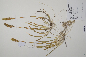  (Narthecium - CP0012266)  @11 [ ] CreativeCommons  Attribution Non-Commercial No Derivatives (2022) Herbarium C Natural History Museum of Denmark