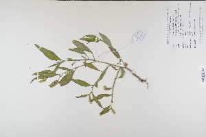  (Persicaria lapathifolia - CP0012275)  @11 [ ] CreativeCommons  Attribution Non-Commercial No Derivatives (2023) Herbarium C Natural History Museum of Denmark