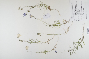  (Campanula rotundifolia - CP0012278)  @11 [ ] CreativeCommons  Attribution Non-Commercial No Derivatives (2023) Herbarium C Natural History Museum of Denmark