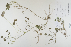  (Trifolium - CP0012314)  @11 [ ] CreativeCommons  Attribution Non-Commercial No Derivatives (2022) Herbarium C Natural History Museum of Denmark