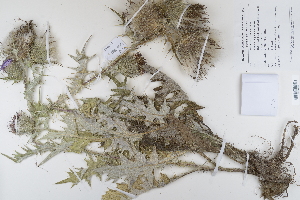  (Cirsium vulgare - CP0012329)  @11 [ ] CreativeCommons  Attribution Non-Commercial No Derivatives (2022) Herbarium C Natural History Museum of Denmark