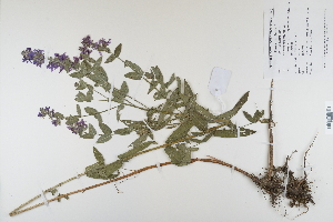 (Lythrum salicaria - CP0012334)  @11 [ ] CreativeCommons  Attribution Non-Commercial No Derivatives (2022) Herbarium C Natural History Museum of Denmark