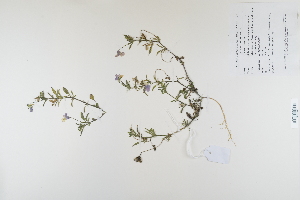  (Viola tricolor - CP0012337)  @11 [ ] CreativeCommons  Attribution Non-Commercial No Derivatives (2022) Herbarium C Natural History Museum of Denmark