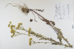  (Senecio jacobaea - CP0012343)  @11 [ ] CreativeCommons  Attribution Non-Commercial No Derivatives (2022) Herbarium C Natural History Museum of Denmark