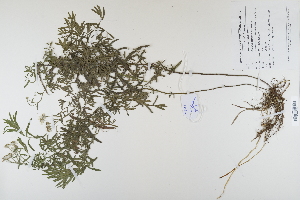  ( - CP0012347)  @11 [ ] CreativeCommons  Attribution Non-Commercial No Derivatives (2022) Herbarium C Natural History Museum of Denmark