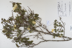  ( - CP0012365)  @11 [ ] CreativeCommons  Attribution Non-Commercial No Derivatives (2022) Herbarium C Natural History Museum of Denmark