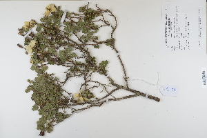  ( - CP0012366)  @11 [ ] CreativeCommons  Attribution Non-Commercial No Derivatives (2022) Herbarium C Natural History Museum of Denmark