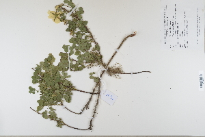  ( - CP0012367)  @11 [ ] CreativeCommons  Attribution Non-Commercial No Derivatives (2022) Herbarium C Natural History Museum of Denmark