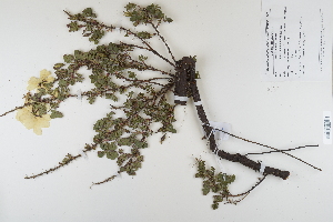  ( - CP0012368)  @11 [ ] CreativeCommons  Attribution Non-Commercial No Derivatives (2022) Herbarium C Natural History Museum of Denmark