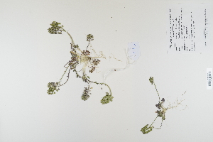  (Teesdalia - CP0012400)  @11 [ ] CreativeCommons  Attribution Non-Commercial No Derivatives (2023) Herbarium C Natural History Museum of Denmark
