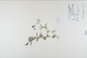  (Vicia sativa subsp. nigra - CP0012401)  @11 [ ] CreativeCommons  Attribution Non-Commercial No Derivatives (2023) Herbarium C Natural History Museum of Denmark