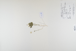 (Trientalis - CP0012408)  @11 [ ] CreativeCommons  Attribution Non-Commercial No Derivatives (2023) Herbarium C Natural History Museum of Denmark