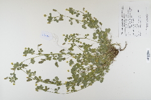  (Medicago lupulina - CP0012410)  @11 [ ] CreativeCommons  Attribution Non-Commercial No Derivatives (2023) Herbarium C Natural History Museum of Denmark