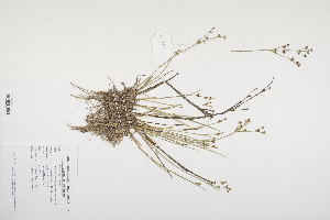  (Juncus articulatus - CP0012502)  @11 [ ] CreativeCommons  Attribution Non-Commercial No Derivatives (2024) Herbarium C Natural History Museum of Denmark