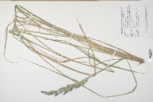  (Calamagrostis epigejos - CP0012514)  @11 [ ] CreativeCommons  Attribution Non-Commercial No Derivatives (2024) Herbarium C Natural History Museum of Denmark