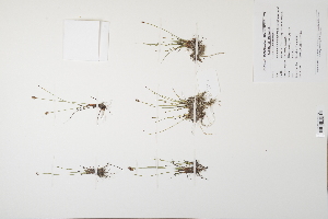  (Eleocharis quinqueflora - CP0012516)  @11 [ ] CreativeCommons  Attribution Non-Commercial No Derivatives (2024) Herbarium C Natural History Museum of Denmark