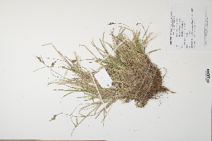  (Carex pilulifera - CP0012517)  @11 [ ] CreativeCommons  Attribution Non-Commercial No Derivatives (2024) Herbarium C Natural History Museum of Denmark
