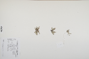  (Juncus minutulus - CP0012530)  @11 [ ] CreativeCommons  Attribution Non-Commercial No Derivatives (2024) Herbarium C Natural History Museum of Denmark