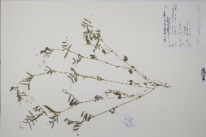  (Vicia sativa nigra - CP0014765)  @11 [ ] CreativeCommons  Attribution Non-Commercial No Derivatives (2022) Herbarium C Natural History Museum of Denmark