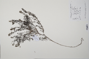  (Galium verum - CP0014769)  @11 [ ] CreativeCommons  Attribution Non-Commercial No Derivatives (2022) Herbarium C Natural History Museum of Denmark