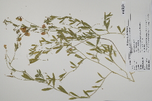  (Lathyrus tuberosus - CP0024498)  @11 [ ] CreativeCommons  Attribution Non-Commercial No Derivatives (2022) Herbarium C Natural History Museum of Denmark
