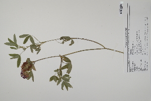  (Trifolium medium - CP0025174)  @11 [ ] CreativeCommons  Attribution Non-Commercial No Derivatives (2022) Herbarium C Natural History Museum of Denmark