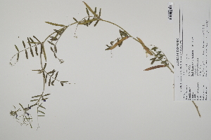  (Vicia sativa sativa - CP0025225)  @11 [ ] CreativeCommons  Attribution Non-Commercial No Derivatives (2022) Herbarium C Natural History Museum of Denmark