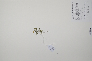  ( - CP0057386)  @11 [ ] CreativeCommons  Attribution Non-Commercial No Derivatives (2022) Herbarium C Natural History Museum of Denmark