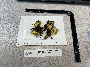  ( - CCDB-39406-B01)  @11 [ ] CreativeCommons - Attribution Non-Commercial Share-Alike (2025) Canadian Museum of Nature Canadian Museum of Nature